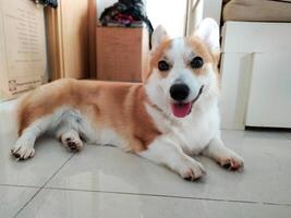 Cute Pembroke Welsh Corgi, Pet Modeling at Its Finest photo