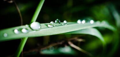 Dew drops closeup photo