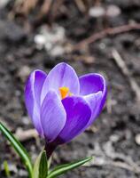 Crocus flower closeup photo