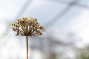 Dried flower closeup photo