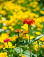 Red flower closeup photo