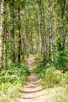 sendero en verano bosque foto