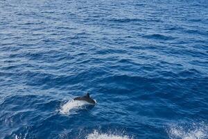 Dolphin in the sea as a background. photo