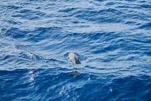 delfín en el mar como un antecedentes. foto