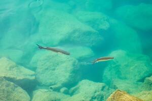 Tropical fish in sea water as background. photo