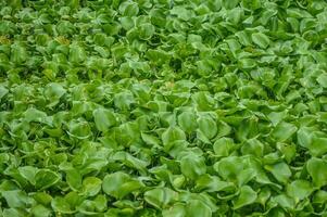 Top view of the texture of water hyacinth plants in a river photo
