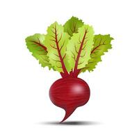 3d realistic beetroot with green leaves isolated on white background. illustration. vector