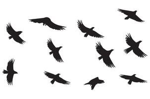 Flying birds silhouettes illustration white background vector