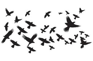 silhouettes flying birds illustration vector