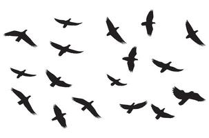 Flying birds silhouettes illustration white background vector