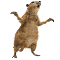Generated AI Wild rat animal isolated on transparent background png