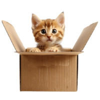 generiert ai bezaubernd Katze im ein Karton Box isoliert auf transparent Hintergrund png