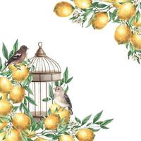 Frame of yellow lemons, leaves, flowers, birds and metal copper cage. Isolated watercolor illustration in vintage style. Handmade composition for decoration of cards, wedding design, invitations. vector