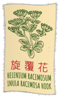 Drawing HELENIUM RACEMOSUM in Chinese. Hand drawn illustration. The Latin name is INULA RACEMOSA HOOK. png