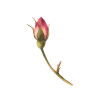 vattenfärg rosa vild reste sig höft knoppar blomma uppsättning, hund, cancer eller brier reste sig jag är blomma. ört- botanisk ClipArt för vykort, logotyp, medicinsk märka. hand dragen flora illustration png