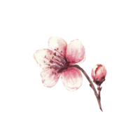 bloemen en knoppen. waterverf hand- getrokken illustratie voor groet, Wieden uitnodiging kaart, etiket achtergrond png
