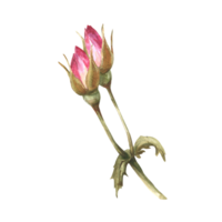 waterverf roze wild roos heup bloemknoppen bloem set, hond, kanker of brier roos im bloeien. kruiden botanisch clip art voor ansichtkaart, logo, medisch label. hand- getrokken flora illustratie png