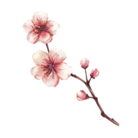 blommor och knoppar. vattenfärg hand dragen illustration för hälsning, weeding inbjudan kort, märka bakgrund png