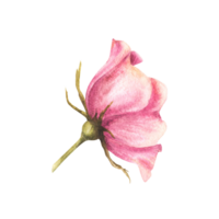 vattenfärg rosa vild reste sig höft blomma uppsättning, hund, cancer eller brier reste sig jag är blomma. ört- botanisk ClipArt för din vykort, logotyp, medicinsk märka bakgrund. hand dragen flora illustration png