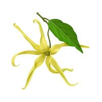 Illustration, Cananga odorata, known as ylang-ylang or cananga tree, isolated on white background. vector