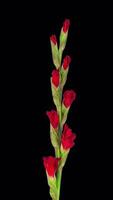 Time lapse of opening red gladiolus flower with ALPHA channel, vertical orientation video