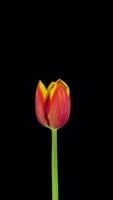 Growing, opening and rotating red-yellow tulip with ALPHA channel, vertical orientation video