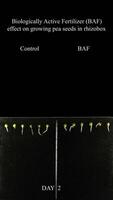 efecto de biológicamente activo fertilizante a guisante crecer. video