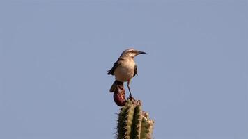 Vogel Tierwelt - - Spottdrossel im Super schleppend Bewegung 4k 120fps video