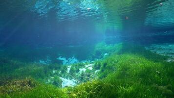 4k 120fps muelles en el del rey bahía, cristal río, Florida, en súper lento movimiento video