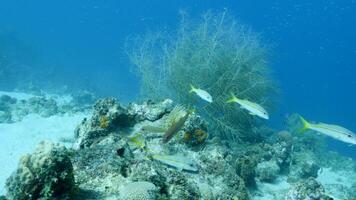 istruzione goatfish nel il corallo scogliera di il caraibico mare video