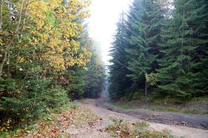 Amazing autumn forest in morning sunlight. Red and yellow leaves on trees in woodland photo