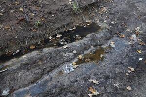 Muddy tracks with puddles on wet muddy surface in forest path photo