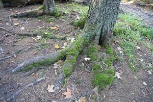 Many big and visible roots of old tree in mountain area forest photo