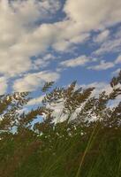 A lot of stems from green reeds grow from the river water under the cloudy blue sky. Unmatched reeds with long stems photo