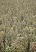 textura de un montaña bosque con muchos verde arboles ver desde alto foto