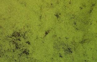 Texture of swamp water dotted with green duckweed and marsh vegetation photo