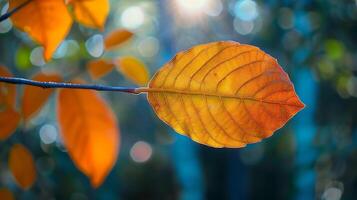 Autumn yellow leaf closeup Bright orange tree change Blur bokeh on background Golden color in park Light sunny warm october day Red leaves in garden Sun in blue sky Fall nature woo photo