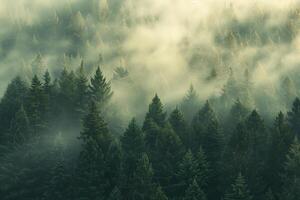 tall fir trees stand in a foggy forest, with the mist gently touching the trees, creating a magical and peaceful atmosphere photo