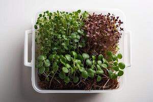 Young green shoots of micro-greenery in the container close-up, photo