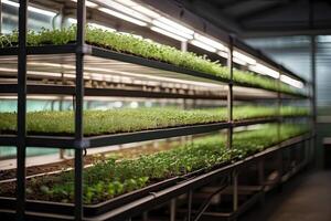 Young green shoots of micro-greenery in the container on an industrial scale, on racks with phytolamps, the production and cultivation of superfoods for sale, photo