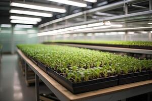 Young green shoots of micro-greenery in the container on an industrial scale, on racks with phytolamps, the production and cultivation of superfoods for sale, photo