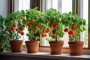 creciente hecho en casa Tomates a hogar en el antepecho, cocina jardín, plántulas para plantando en el primavera. foto