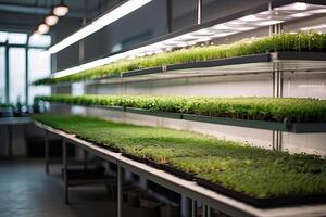 Young green shoots of micro-greenery in the container on an industrial scale, on racks with phytolamps, the production and cultivation of superfoods for sale, photo