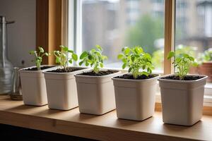 Seedlings of vegetables for planting in the open ground in the garden are grown on the windowsill - preparation for the summer season, subsistence farming. photo