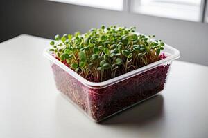 joven verde dispara de micro-vegetación en el envase de cerca, foto