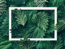 Beautiful creative layout made of nettle leaves with white frame. Nature concept. Top view or flat-lay. Copy space for text. Horizontal photo