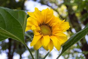 sunflower flower cultivated in the organic family garden photo