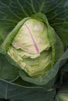 a cabbage eaten by wild rodents in the organic garden photo