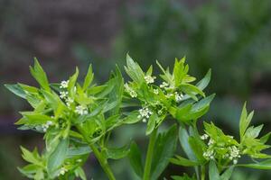 small white flowers of the celery in the garden in spring photo