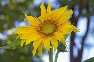 sunflower flower cultivated in the organic family garden photo